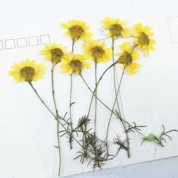 250 adet Preslenmiş Kurutulmuş 5-10cm Sarı krizantem çiçeği Sapı Bitkiler Herbaryum Takı Fotoğraf Çerçevesi İmi telefon kılıfı DIY